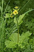 Largeleaf avens (Geum macrophyllum)