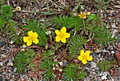 Silverweed (Potentilla anserina)