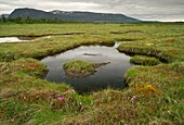 Bog with dragon's mouth orchids (Arethusa bulbosa)