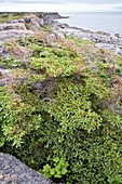 White spruce (Picea glauca)