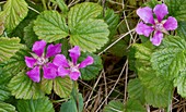 Arctic bramble (Rubus arcticus) flowers