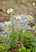 Hoary whitlowgrass (Draba incana)