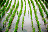 Rice field, Japan