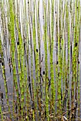 Water horsetail (Equisetum fluviatile)