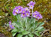 Laurentian primrose (Primula laurentiana)