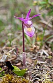 Eastern fairy slipper (Calypso bulbosa var. americana)