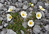 Mountain avens (Dryas integrifolia ssp. integrifolia)