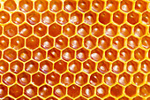 Cells of honeycomb
