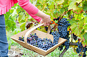 Handpicking grape harvest