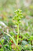Frog orchid (Dactylorhiza viridis)