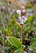 Small round-leaf orchid (Amerorchis rotundifolia)