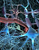 Central nervous system cells, illustration