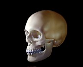 Human skull, 3d model