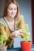 Woman cutting rosemary