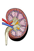 Kidney anatomy, illustration