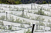 Netted apple orchard in Provence.