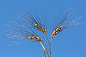 Ripe Svevo durum wheat (Triticum durum)