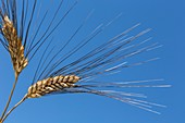 Ripe Svevo durum wheat (Triticum durum)