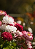 Daisy (Bellis perennis) flowers
