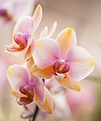 Phalaenopsis Orchid Dragon Tree Sara Beauty 'Maui Coral'