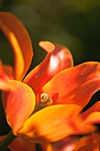Tulip (Tulipa 'Ballerina') flower