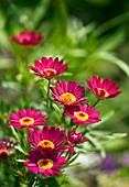 Marguerite (Argyranthemum frutescens)