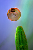 Testate amoeba and desmid, light micrograph