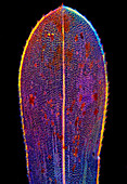 Canadian pondweed leaf, light micrograph