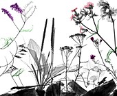 Roadside animals and flowering plants, X-ray