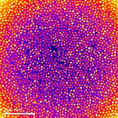 Quantum dots cancer imaging research