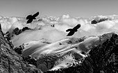 Alpine choughs and snow-covered Alps, Switzerland