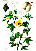 Cotton (Gossypium intermedium), 20th Century illustration