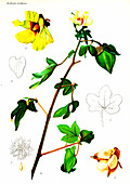 Cotton (Gossypium negelctum), 20th Century illustration