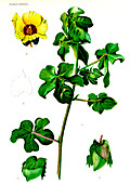 Cotton (Gossypium obtusifolium), 20th Century illustration