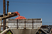 Potato farming, California, USA