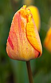 Tulip (Tulipa 'Blushing Apeldoorn')