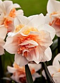 Daffodil (Narcissus 'Replete')