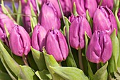 Tulips (Tulipa 'Purple Prince')