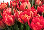 Tulips (Tulipa 'Viking')