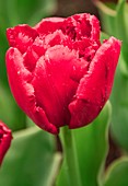 Tulip (Tulipa 'Lion King')