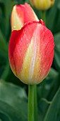 Tulip (Tulipa 'Prins Claus')