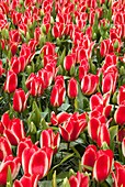 Tulips (Tulipa 'World Expression')