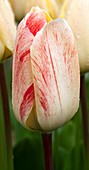 Tulip (Tulipa 'Vanilla Cream')