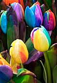 Rainbow tulips (Tulipa sp.), dyed artificially