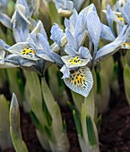 Iris (Iris reticulata 'Katharine Hodgkin')