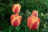 Triumph tulips ('Arguno')