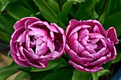 Tulips 'Purple Peony'