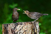 Blackbird mother feeding a fledgling