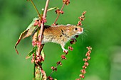 Harvest mouse climbing a plant