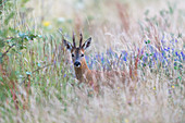 Roe deer in tall grass